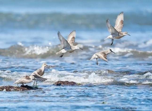 Aves playeras volando sobre las olas en Arenas Verdes